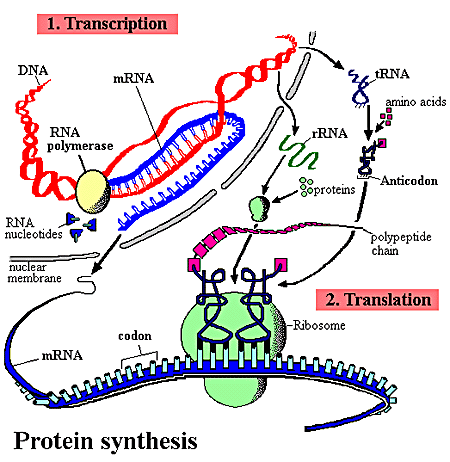 steps protein synthesis  video